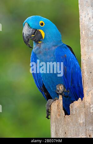 Portrait de la macaw de jacinthe (Anodorhynchus hyacinthinus) perçant sur une pièce de bois, Porto Jofre, Pantanal, Brésil Banque D'Images