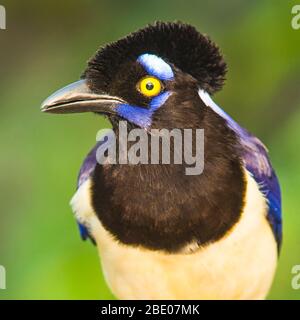 Portrait de jay à la crème (chrysolo  LW AT  " Cyanocorax), Porto Jofre, Pantanal, Brésil Banque D'Images