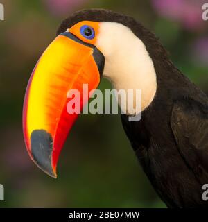 Portrait de toco toucan (Ramphastos toco), Porto Jofre, Pantanal, Brésil Banque D'Images