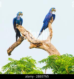 Portrait de deux aras de jacinthe (Anodorhynchus hyacinthinus) perçant sur les branches d'arbres, Porto Jofre, Pantanal, Brésil Banque D'Images