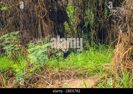 Jaguar (Pantana onca) en marchant dans la forêt, Porto Jofre, Pantanal, Brésil Banque D'Images