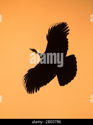 Silhouette de la tuyauterie à gorge bleue guan (Pipile cumanensis) volant contre le ciel clair de moody au crépuscule, Porto Jofre, Pantanal, Brésil Banque D'Images