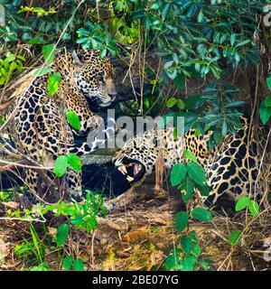 Deux jaguars (Pantana onca) reposant dans la forêt, Porto Jofre, Pantanal, Brésil Banque D'Images
