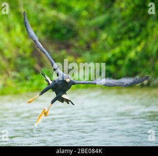 Grand faucon noir (Buteogallus urubitinga) volant au-dessus de l'eau, Porto Jofre, Mato Grosso, Brésil Banque D'Images