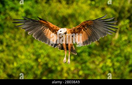 Faucon à col noir volant (Busarellus nigricollis), Porto Jofre, Mato Grosso, Brésil Banque D'Images