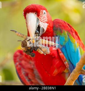 Portrait de macaw rouge et vert, Porto Jofre , Mato Grosso, rivière Cuiaba, près de l'embouchure des trois frères du nord du Pantanal, Brésil. Banque D'Images