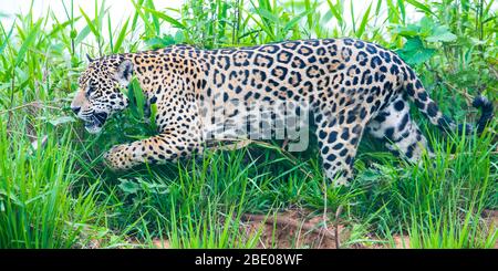 Vue sur Jaguar marche, Porto Jofre , Mato Grosso, la rivière Cuiaba, près de l'embouchure des trois frères dans le nord du Pantanal, Brésil Banque D'Images