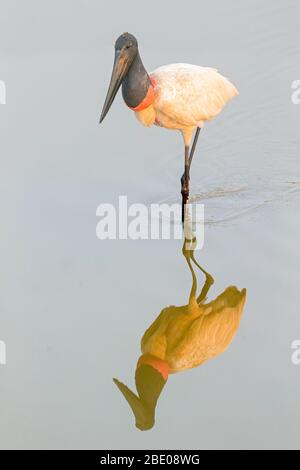 Vue sur le porc de Jamiru debout sur l'eau, Porto Jofre , Mato Grosso, la rivière Cuiaba, près de l'embouchure des trois frères dans le nord du Pantanal, Brésil Banque D'Images