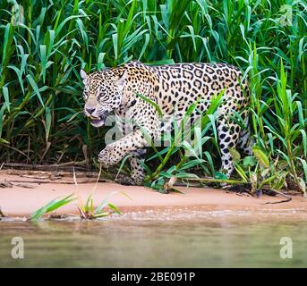 Près de Jaguar, Porto Jofre , Mato Grosso, rivière Cuiaba, près de l'embouchure des trois frères du nord du Pantanal, Brésil Banque D'Images