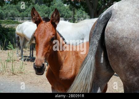 Lusitano foal debout derrière la queue de sa mère de jument Banque D'Images