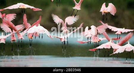 Vue sur le troupeau de spoonbills de roseate, Porto Jofre , Mato Grosso, rivière Cuiaba, près de l'embouchure des trois frères dans le nord du Pantanal, Brésil Banque D'Images