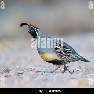 Caille de Californie, Soccoro, Nouveau-Mexique, États-Unis Banque D'Images