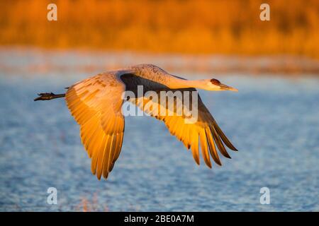 Grue de sandhill survolant le lac au coucher du soleil, Socorro, Nouveau Mexique, États-Unis Banque D'Images