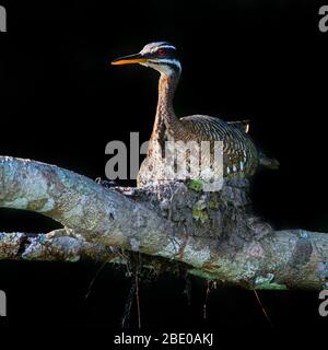 Sunbittern (Euryga helias) assis au nid, Porto Jofre, Pantanal, Brésil Banque D'Images