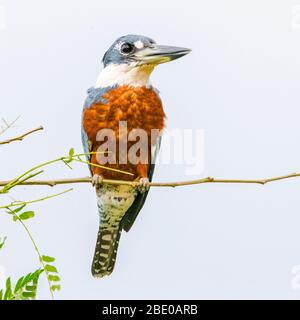 kingfisher annelé (Megaceryle torquata) perçant sur la branche contre ciel clair, Porto Jofre, Pantanal, Brésil Banque D'Images