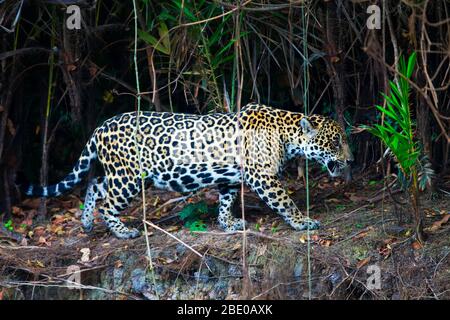 Jaguar (Pantana onca) en marchant sur la rive, Porto Jofre, Pantanal, Brésil Banque D'Images