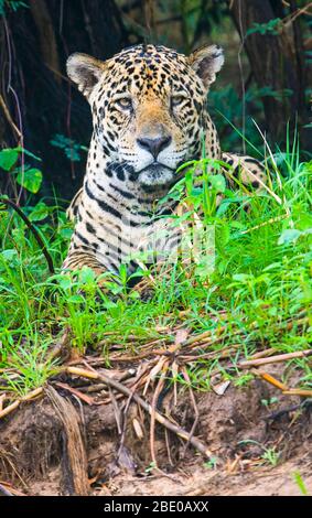 Portrait de jaguar (Pantana onca) reposant dans l'herbe, Porto Jofre, Pantanal, Brésil Banque D'Images