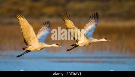 Deux grues sur la colline du sable (Antigone canadensis) volantes côte à côte au-dessus de la rivière, Soccoro, Nouveau-Mexique, États-Unis Banque D'Images