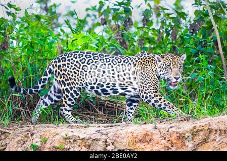 Jaguar (Pantana onca) en marchant sur la rive, Porto Jofre, Pantanal, Brésil Banque D'Images