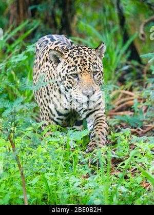 Jaguar (Pantana onca) marche dans l'herbe, Porto Jofre, Pantanal, Brésil Banque D'Images