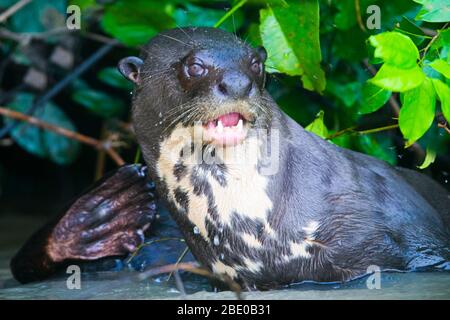 Deux loutres géantes (Pteronura brasiliensis) sur la rive de la rivière Cuiaba, Porto Jofre, Pantanal, Brésil Banque D'Images