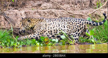 Jaguar (Pantana onca) en marchant sur la rive de la rivière Cuiaba, Porto Jofre, Pantanal, Brésil Banque D'Images