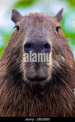 Portrait de capybara (Hydrochoerus hydrochaeris) regardant la caméra, Porto Jofre, Pantanal, Brésil Banque D'Images