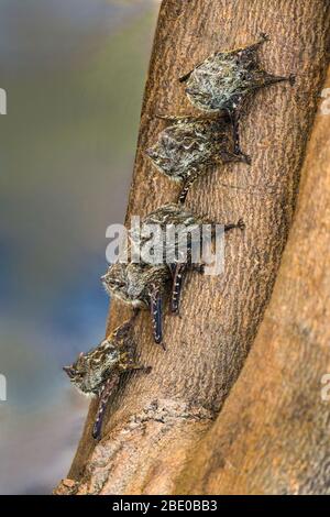 Rangée de chauves-souris reposant sur le tronc des arbres, Porto Jofre, Pantanal, Brésil Banque D'Images