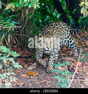 Jaguar (Pantana onca) regardant la caméra tout en marchant dans la forêt, Porto Jofre, Pantanal, Brésil Banque D'Images