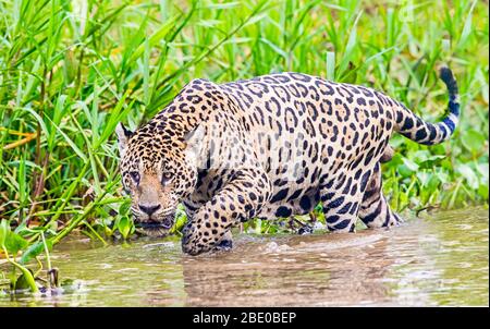 Jaguar (Pantana onca) en marchant sur la rive de la rivière Cuiaba, Porto Jofre, Pantanal, Brésil Banque D'Images