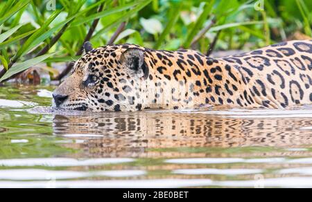 Jaguar (Pantana onca) nageant dans des eaux peu profondes sur la rive de la rivière Cuiaba, Porto Jofre, Pantanal, Brésil Banque D'Images