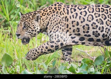 Jaguar (Pantana onca) marche sur herbe, Porto Jofre, Pantanal, Brésil Banque D'Images