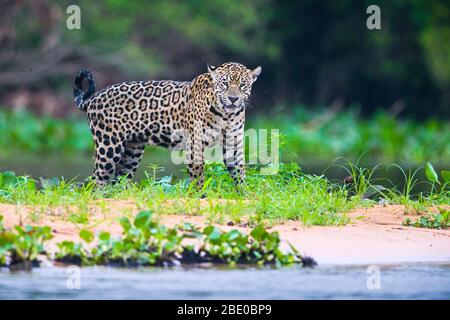 Jaguar (Panthera onca) regardant la caméra, Porto Jofre , Mato Grosso, Brésil Banque D'Images