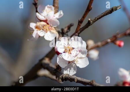 Fleurs de cerisier rose blanc gros plan, branches d'arbres non focalisées. Romantique printemps délicat pétales de fleurs nature détails macro avec flou de dos Banque D'Images