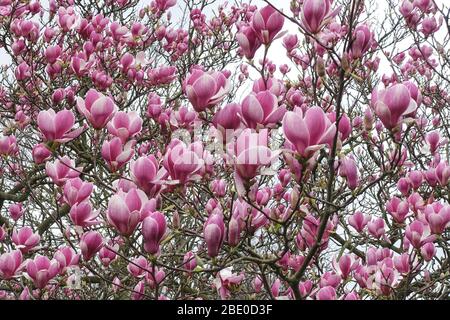Fleurs roses fleuries de l'arbre magnolia Banque D'Images