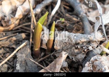 Jeunes bourgeons de fleurs verts qui poussent dans le jardin. Gros plan sur la croissance du développement ensoleillé du printemps Banque D'Images