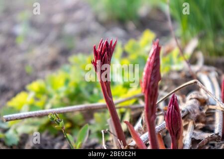 Fleur de pivoine rouge jeune qui pousse dans le jardin. Gros plan sur la croissance du développement ensoleillé du printemps Banque D'Images