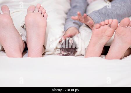 Deux pieds pour enfants qui sortent de sous la couverture, un rat gris décoratif entre les pieds de bébé.année du rat, les enfants jouent avec la grenaille décorative Banque D'Images