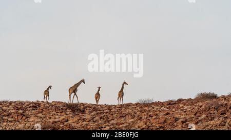un groupe de girafes marchant au coucher du soleil sur le sommet d'une colline Banque D'Images