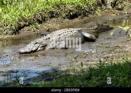 Un alligator à l'extérieur dans un habitat humide boueux en Caroline du Sud. Banque D'Images