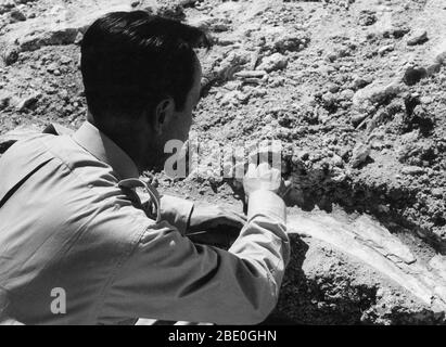 Dr Armentaa, paléontologue de l'Université de Puebla, au Mexique, qui couvre un os mastodon. Banque D'Images