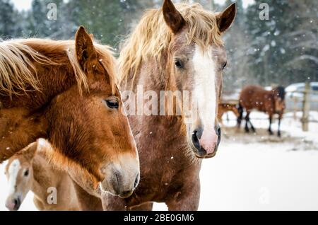 Famille de chevaux en hiver Banque D'Images