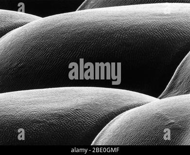 Œil de mouche de cerf vu sous un microscope électronique à balayage. Les grands yeux irisés verts de la mouche de cerf sont composés de milliers de verres individuels qui permettent à la mouche de voir en ralenti. Chaque objectif a un diamètre d'environ 25 microns. (Agrandissement de 20 000 x au format d'impression 8 x 11) Banque D'Images