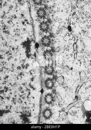 Micrographe électronique de transmission montrant l'initiation d'appareils flagellaires pendant la zoosporogenisis dans l'oedogonium. Prolifération des centrioles autour de l'enveloppe nucléaire. Agrandissement 15 000 x. Oedogonium genre de type Oedogoniaceae, algues vertes d'eau douce ayant de longs filaments non ramifiés, généralement libres-flottant à la maturité. Banque D'Images