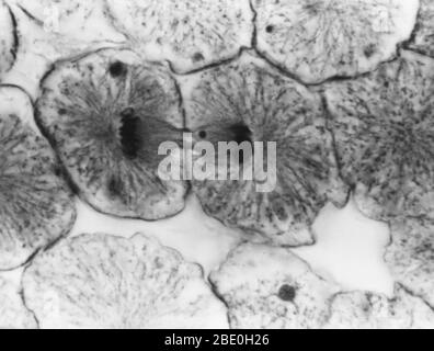 Micrographe léger montrant la mitose dans la blastula de corégone, la telophase. Aucun agrandissement donné. Mitose, la méthode habituelle de division cellulaire, caractérisée typiquement par la résolution de la chromatine du noyau en une forme de thrélike, qui se condense en chromosomes, chacun d'eux se sépare longitudinalement en deux parties, une partie de chaque chromosome étant retenue dans chacune des deux nouvelles cellules résultant de la cellule d'origine. Les quatre principales phases de la mitose sont la prophase, la métaphase, l'anaphase et la télophase. Blastula, un embryon animal à l'étape immédiatement après la division de l'e fertilisé Banque D'Images