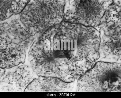 Micrographe léger montrant la mitose dans la blastula de corégone, métaphase. Aucun agrandissement donné. Mitose, la méthode habituelle de division cellulaire, caractérisée typiquement par la résolution de la chromatine du noyau en une forme de thrélike, qui se condense en chromosomes, chacun d'eux se sépare longitudinalement en deux parties, une partie de chaque chromosome étant retenue dans chacune des deux nouvelles cellules résultant de la cellule d'origine. Les quatre principales phases de la mitose sont la prophase, la métaphase, l'anaphase et la télophase. Blastula, un embryon animal à l'étape immédiatement après la division de la fécondation par exemple Banque D'Images