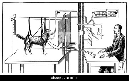 Diagramme illustrant les expériences de Pavlov sur un chien. Ivan Petrovich Pavlov (1849-1936) était physiologiste russe et psychologue expérimental, qui a reçu le prix Nobel de 1904 pour son travail sur la physiologie des glandes digestives. Il est le mieux rappelé pour son travail sur les réflexes conditionaux, dans lequel il conditionne les chiens à saliver en prévision de la nourriture en sonnant une cloche à chaque heure de repas. Finalement, la cloche à elle seule provoqua la salivation. Ces expériences sont devenues la base de la psychologie comportementale. Banque D'Images