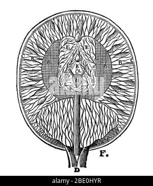 Descartes : diagramme montrant les ventricules du cerveau (E) et de la glande pinéale (H). A et B sont des fibres se terminant par des parois de ventricules. Illustration de 1664. René Descartes (1596 -1650), mathématicien et philosophe français, a créé une géométrie coordonnée, un pont entre l'algèbre et la géométrie, maintenant connu sous le nom de géométrie cartésienne. Il est considéré comme un père fondateur de la philosophie moderne, célèbre pour sa déclaration Cogito ergo sum (je pense, donc je suis). Banque D'Images