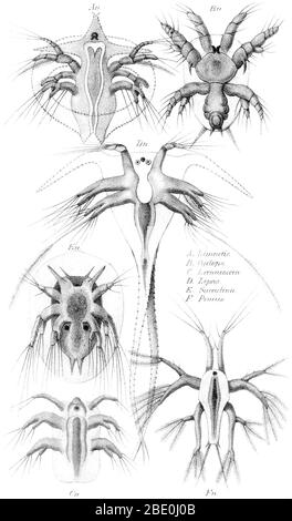 Intitulé: 'Nauplius - forme de jeunesse de six poissons de crabe.', plaque X de 'l'Histoire de la Création' par Ernst Heinrich Philipp Août Haeckel, 1884. Le nom de genre nauplius a été publié à titre posthume par Otto Friedrich Müller en 1785 pour les animaux aujourd'hui connus comme les larves de copépodes. Le stade nauplius (pluriel: Nauplii) se caractérise par l'utilisation des appendices de la tête (les antennes) pour la natation. Le nauplius est aussi le stade où un simple oeil non apparié apparaît en premier. L'œil est connu pour cette raison comme l'oeil naupliar, et est souvent absent dans les étapes ultérieures de développement, bien qu'il soit ré Banque D'Images