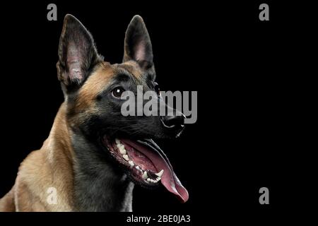 Portrait d'un chien Malinois avec une langue Banque D'Images